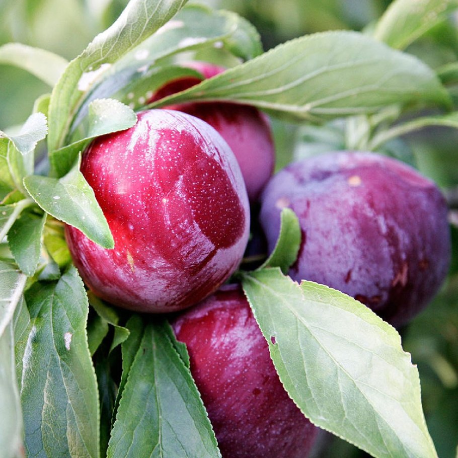 Слива Стенлей (венгерка)