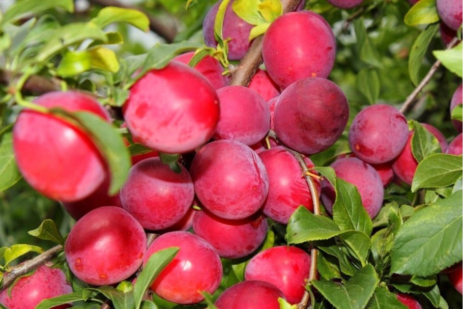 Алыча Эрли Голд