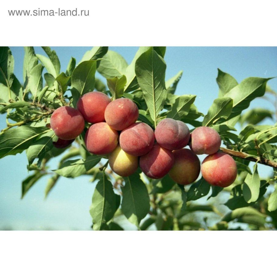 Слива краснолистная Писсарди