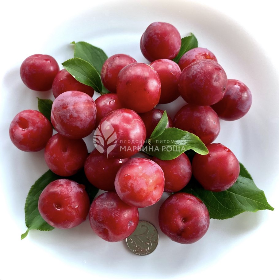 Алыча Империал колоновидная