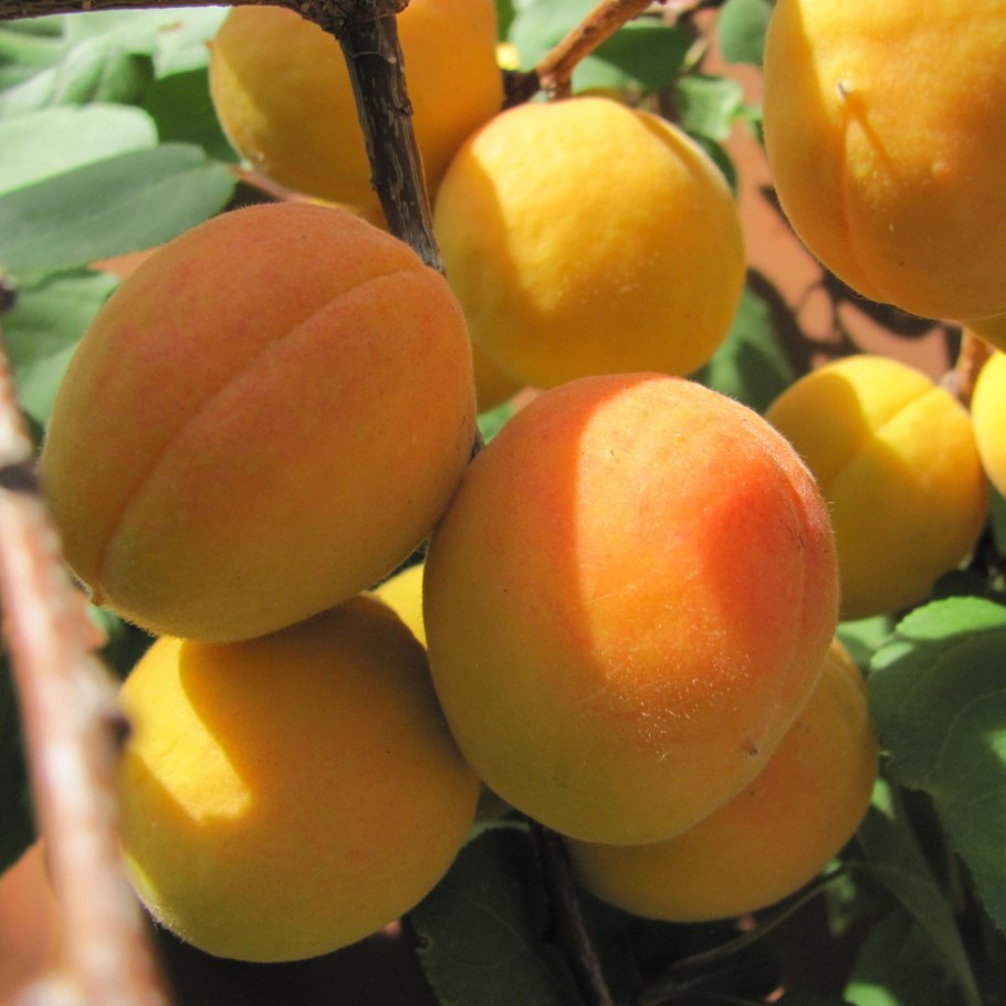 Массажное кресло JB-k002