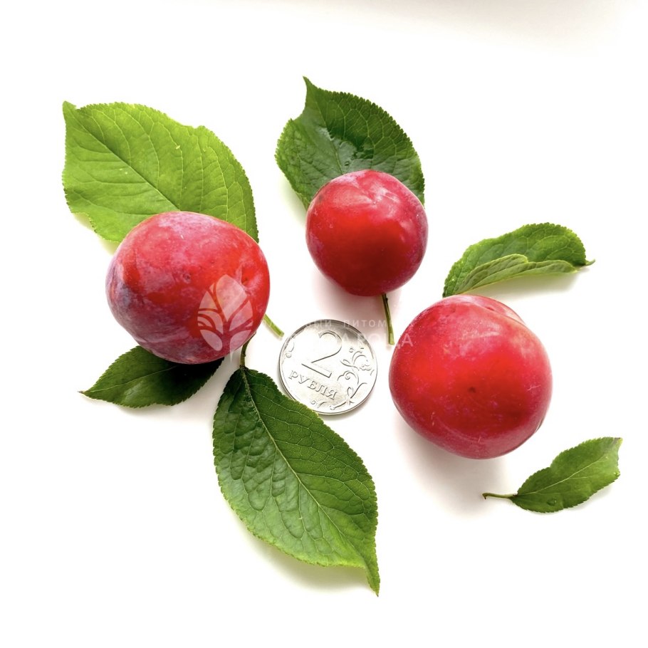 Винная слива сорт