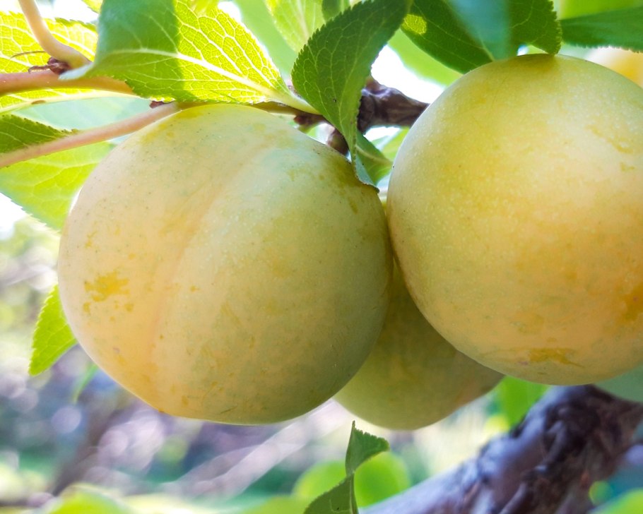 Слива китайская Уссурийская