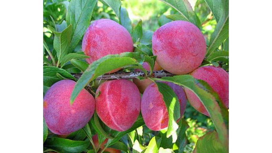 Алыча краснолистная лама