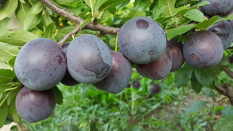 Слива китайская сорт неженка