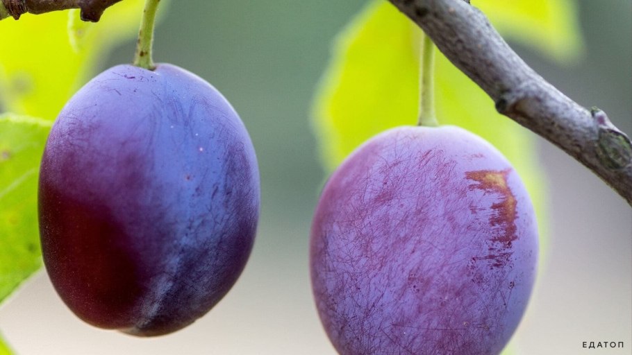 Слива китайская Айлинская