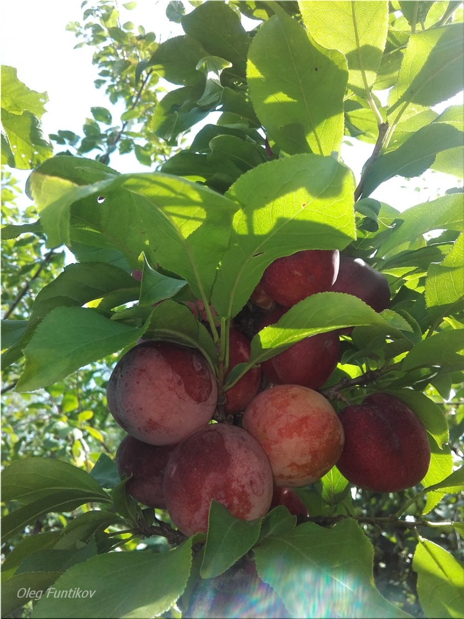 Слива алыча Кубанская Комета