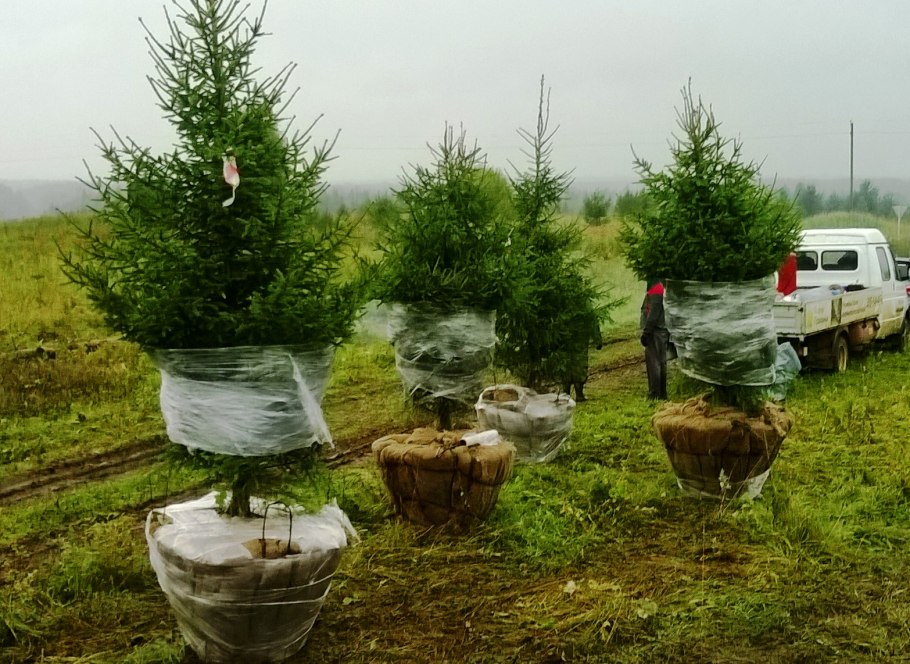 Биг Джон посадка крупномеров