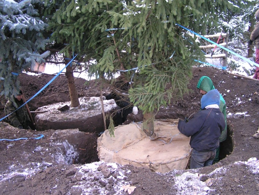 Пересадка крупномеров сосны