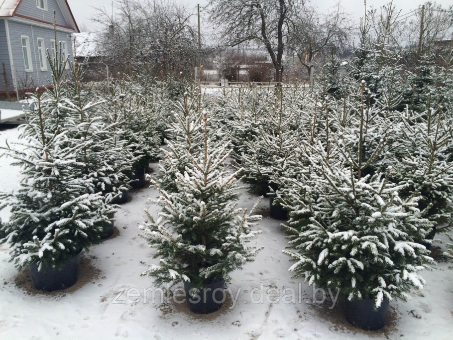 Питомник елок