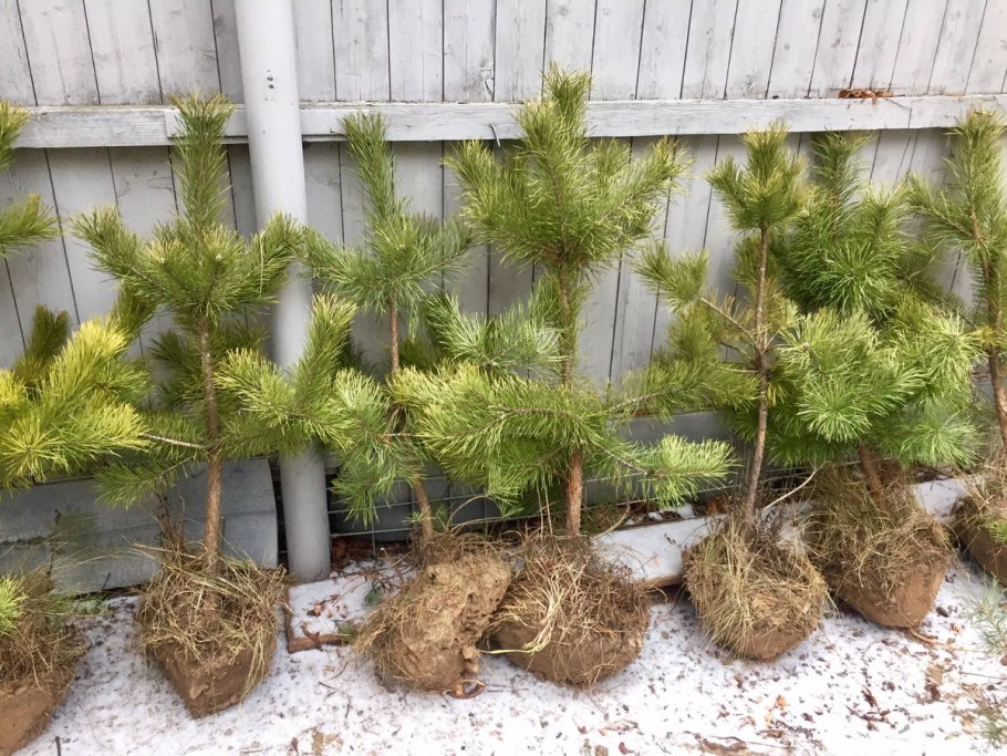 Сосна Пиния саженцы