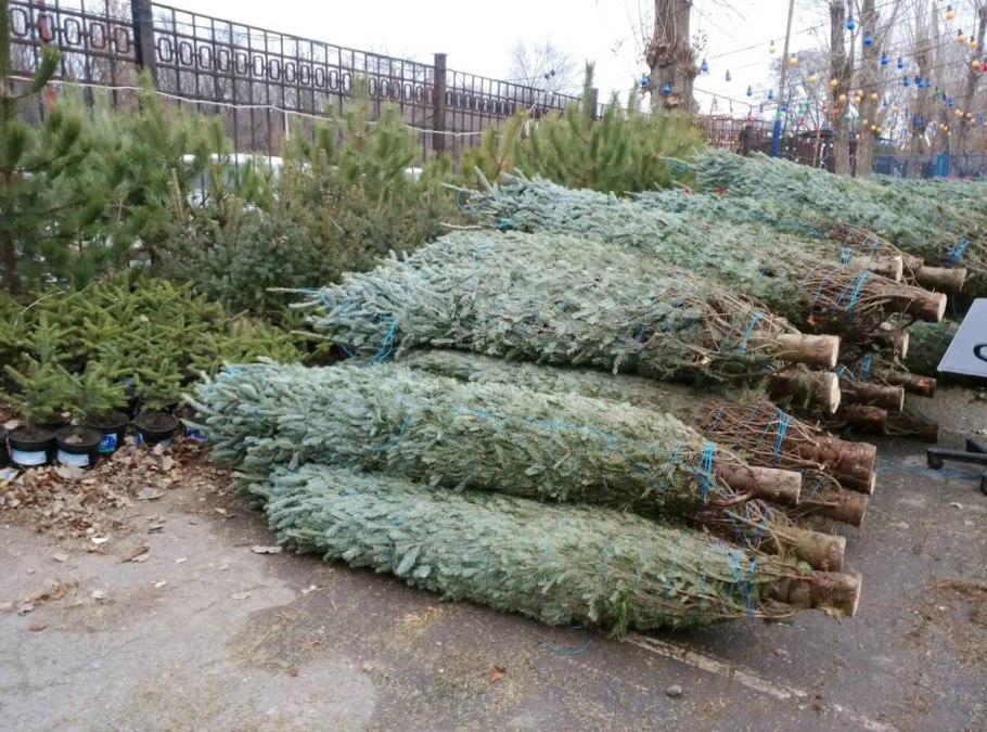 Живые елки питомник