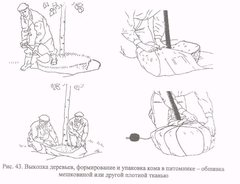 Схема посадки крупномерных деревьев с комом