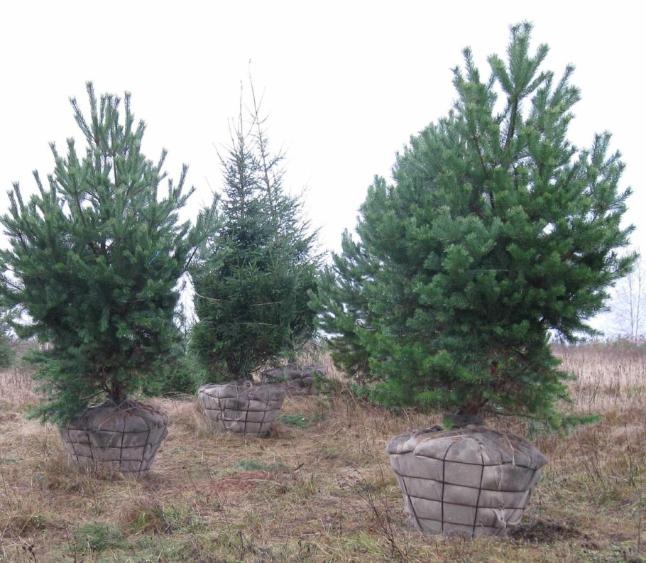 Крупномеры сосны 10 метров