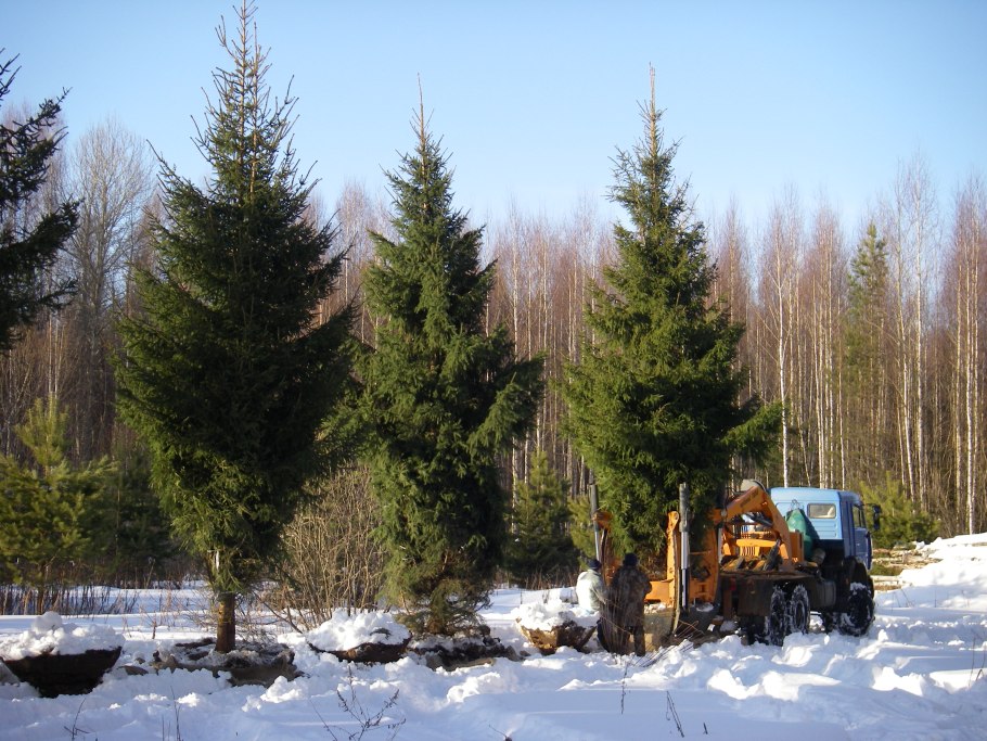 Пересадка крупномеров Биг Джон