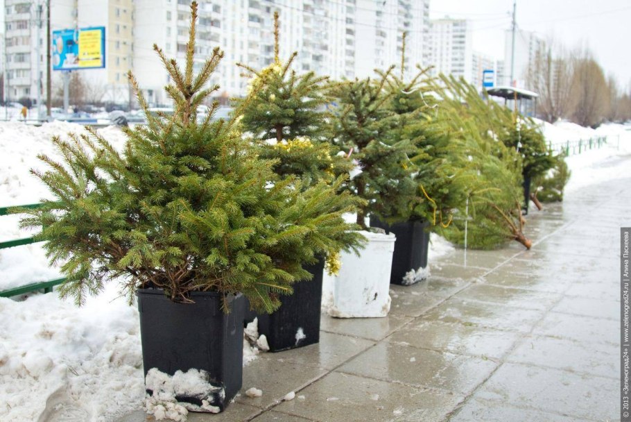 Ель в кадке