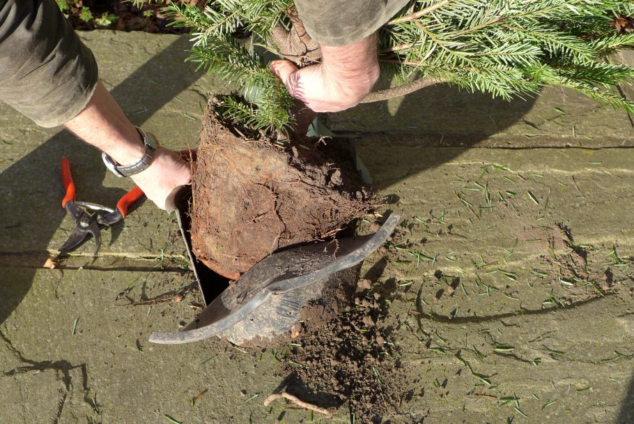 Пересадка елки