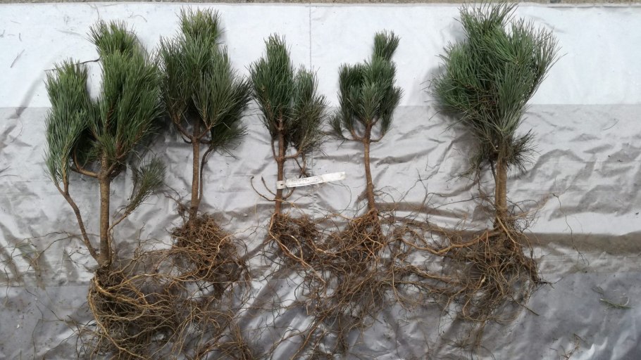 Сосна Горная сеянец