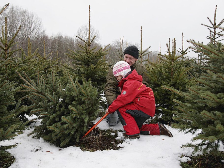 Срубленные елки
