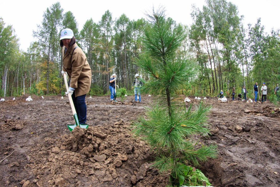 Посадка леса ЗКС