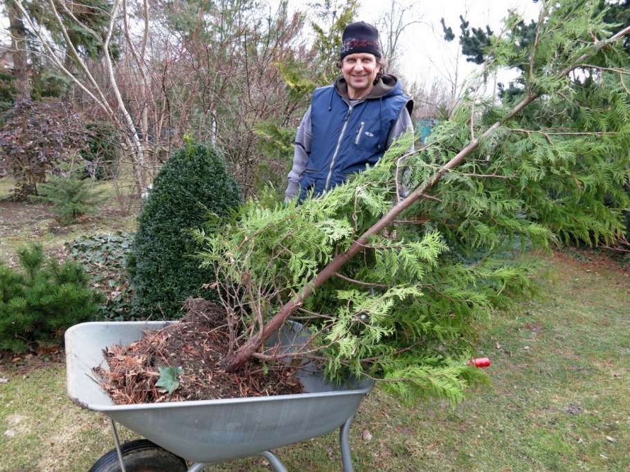 Посадка крупномеров туи осенью