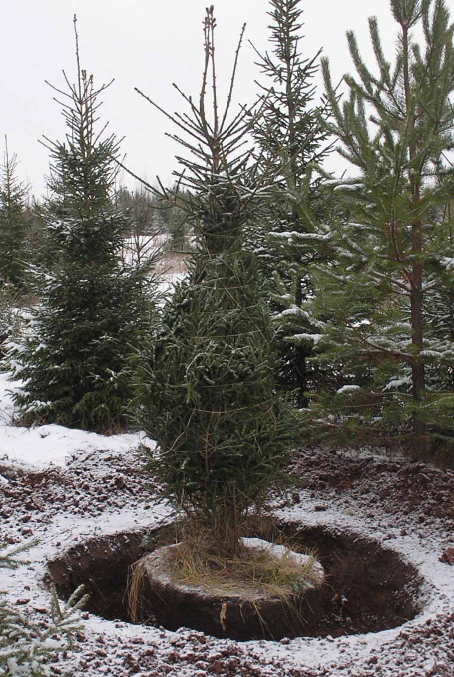 Ель обыкновенная саженцы крупномеры