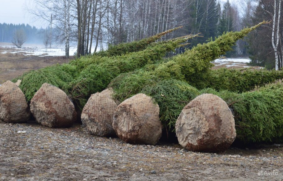 Крупномеры хвойных деревьев