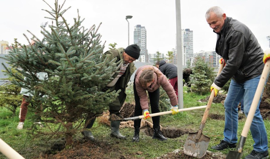 Высаженные деревья декабрь