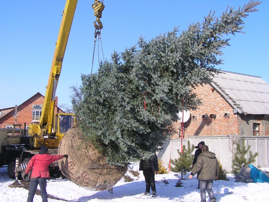 Посадка крупномеров сосны
