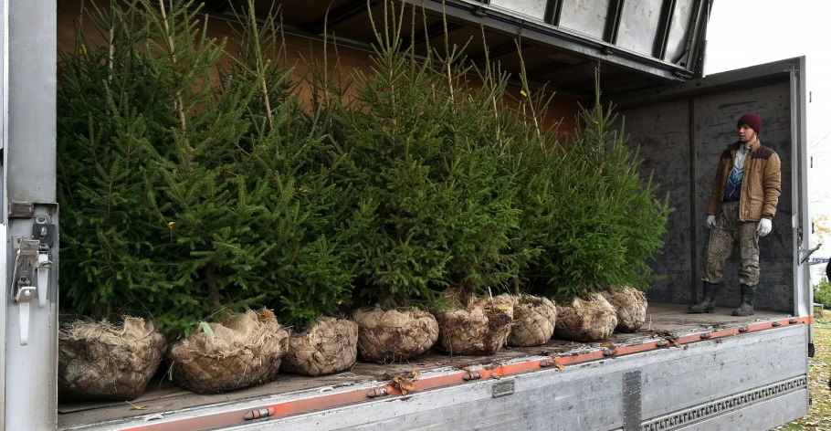 Ель Сибирская саженец