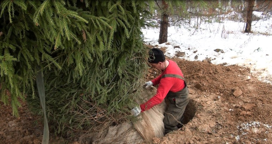 Выкопать ель в лесу