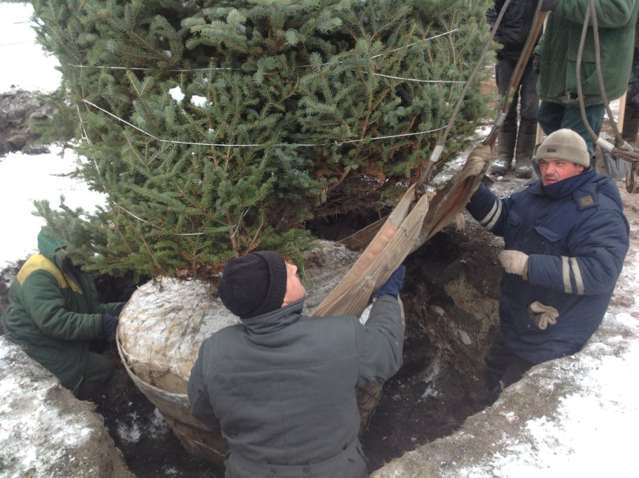 Синие ели в Ульяновске