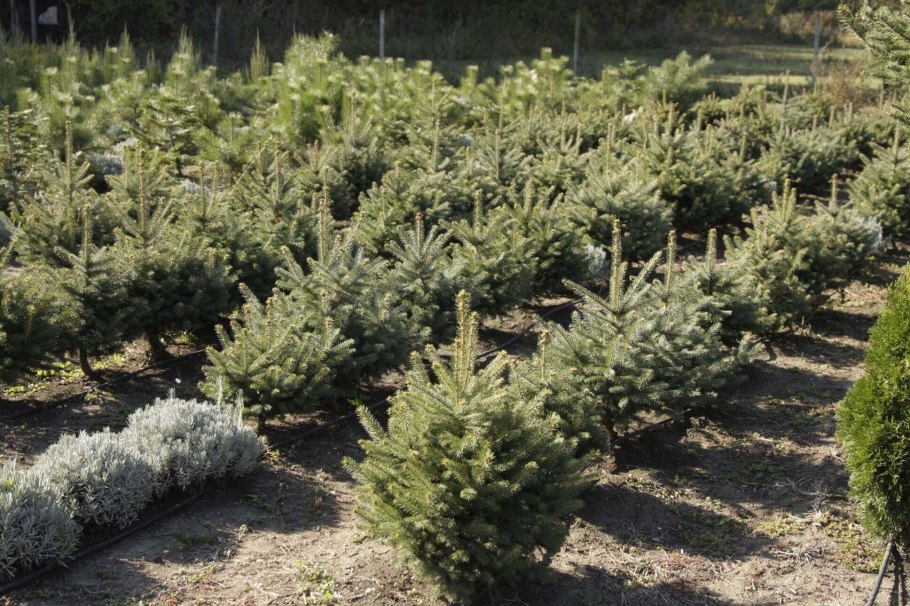 Ель обыкновенная сеянец