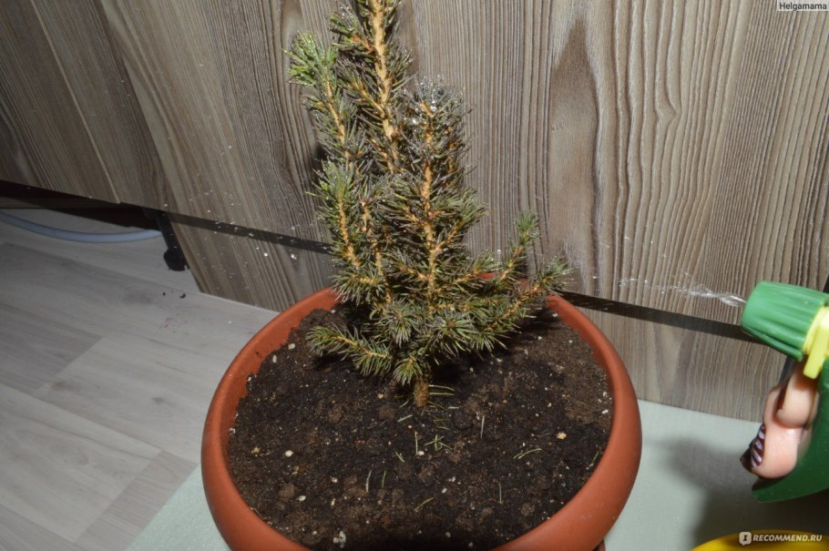 Ель канадская conica подсыхает