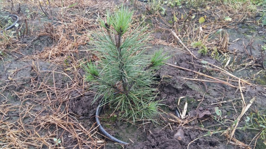 Сосна Кедровая Сибирская сеянцы