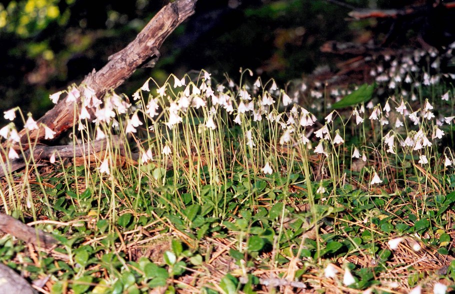 Linnaea Borealis ареал
