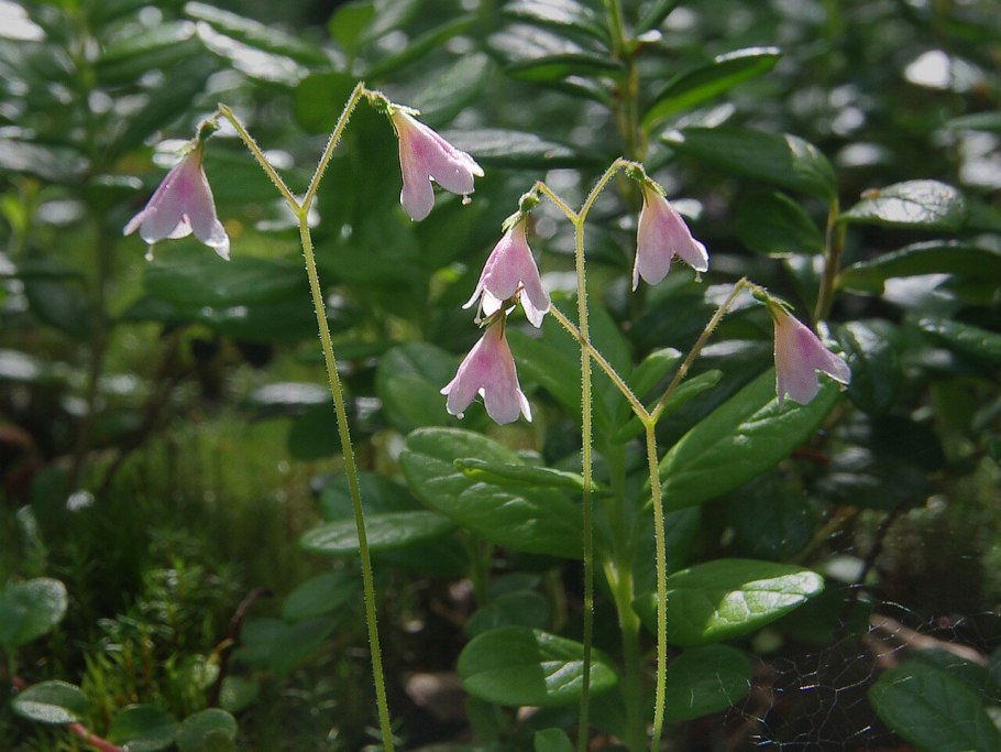 Linnaea Borealis ареал сплошной или нет