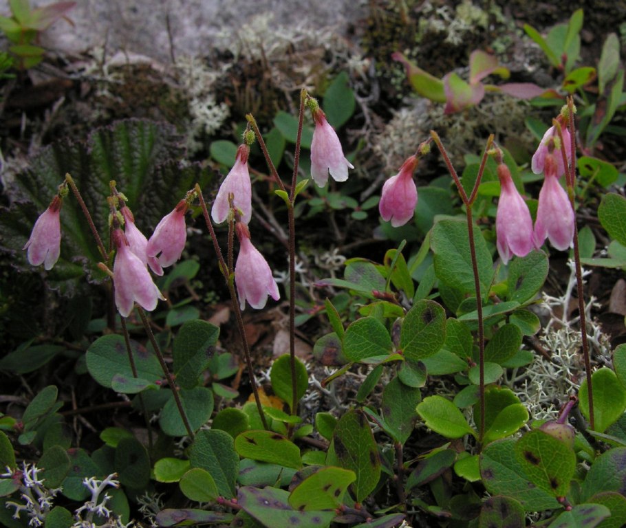 Шапка "Линнея"