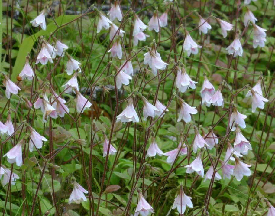 Сердце Линнея