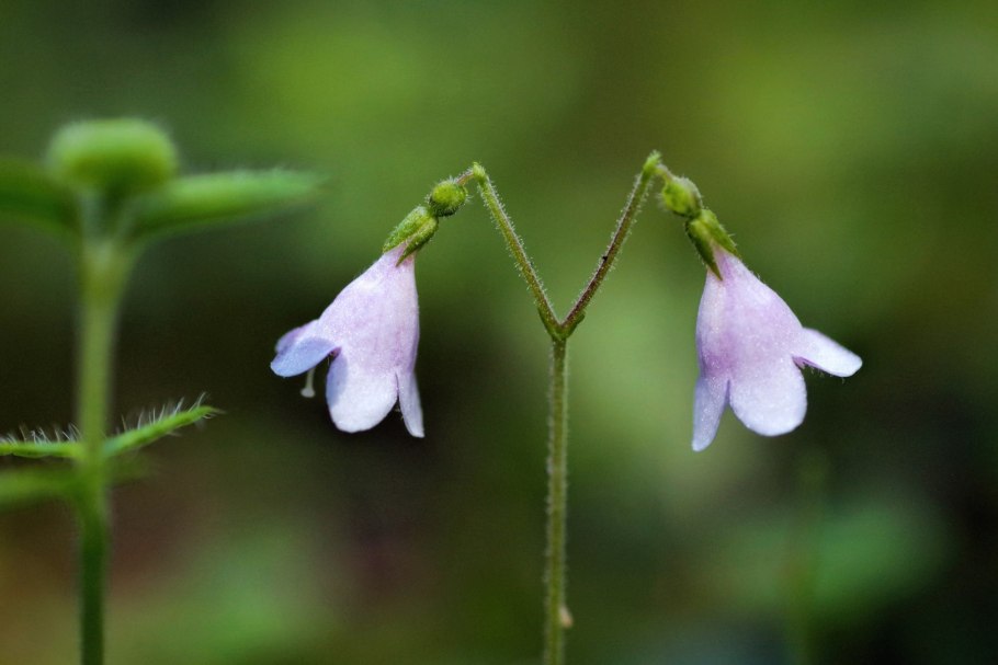 Национальный цветок Швеции
