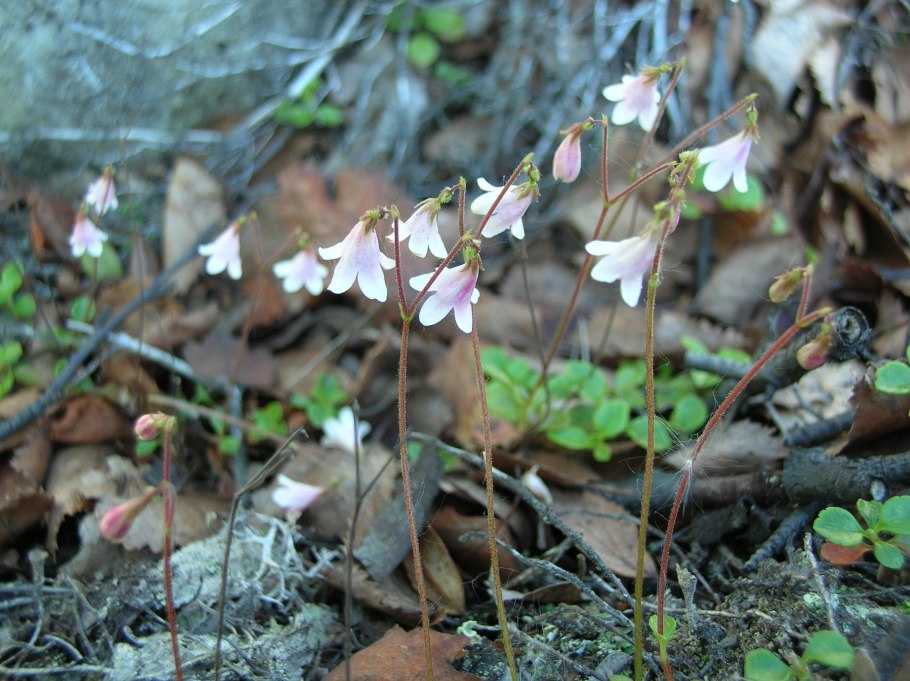 Линнея Северная ареал