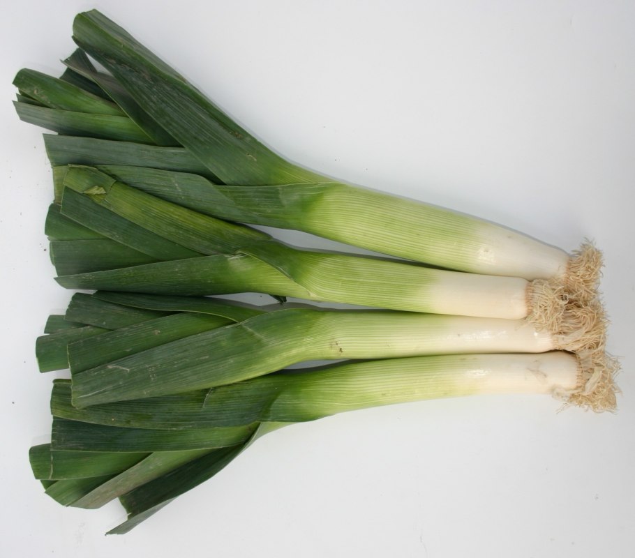 Лук порей победитель