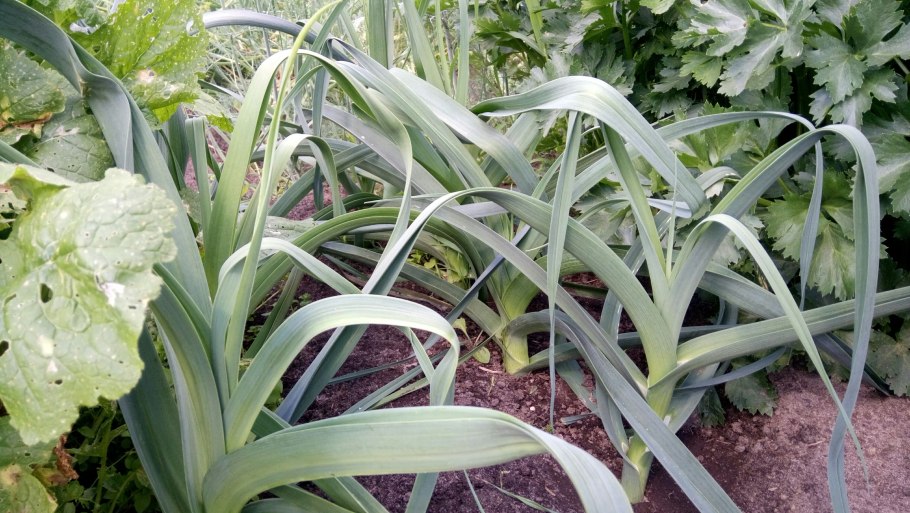 Сельдерей и лук порей