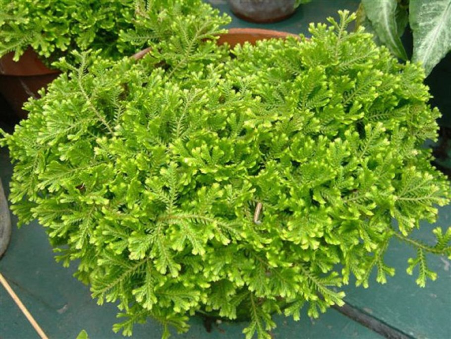 Selaginella apoda/селагинелла апода