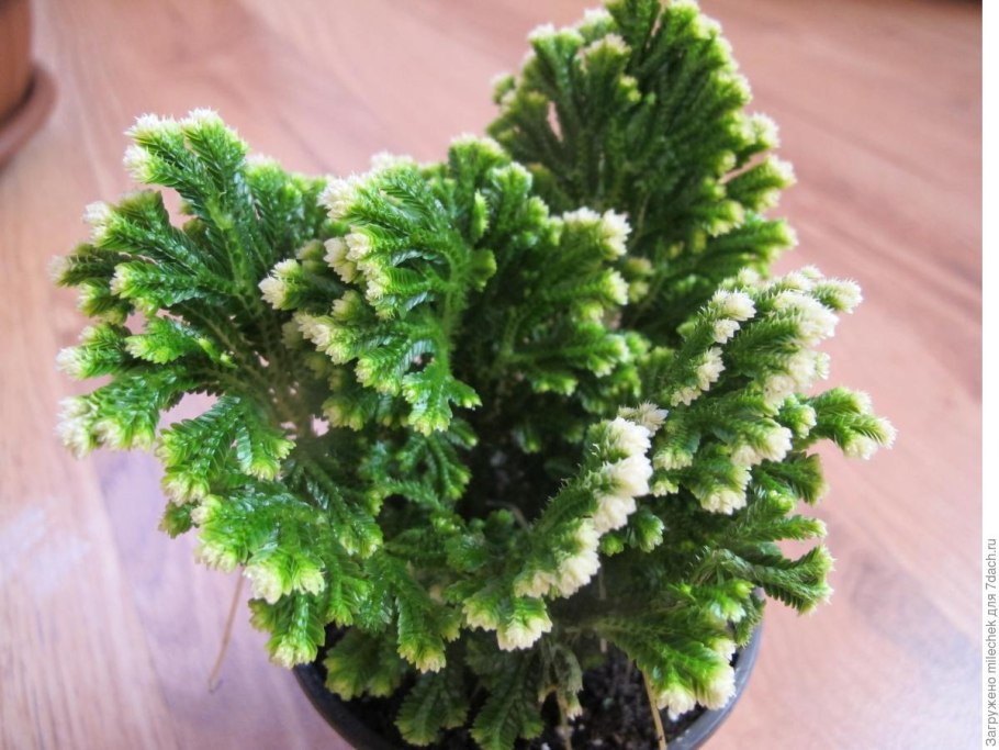 Selaginella martensii