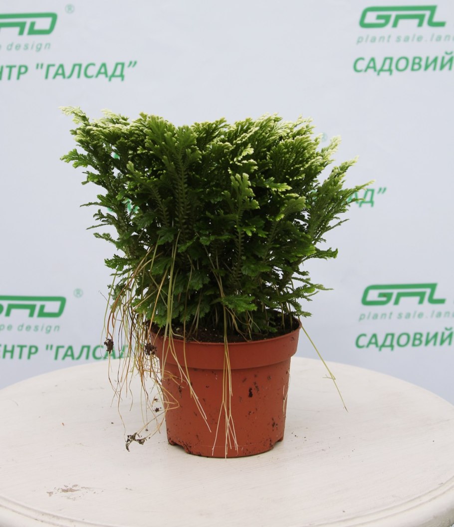 Селагинелла Мартенса