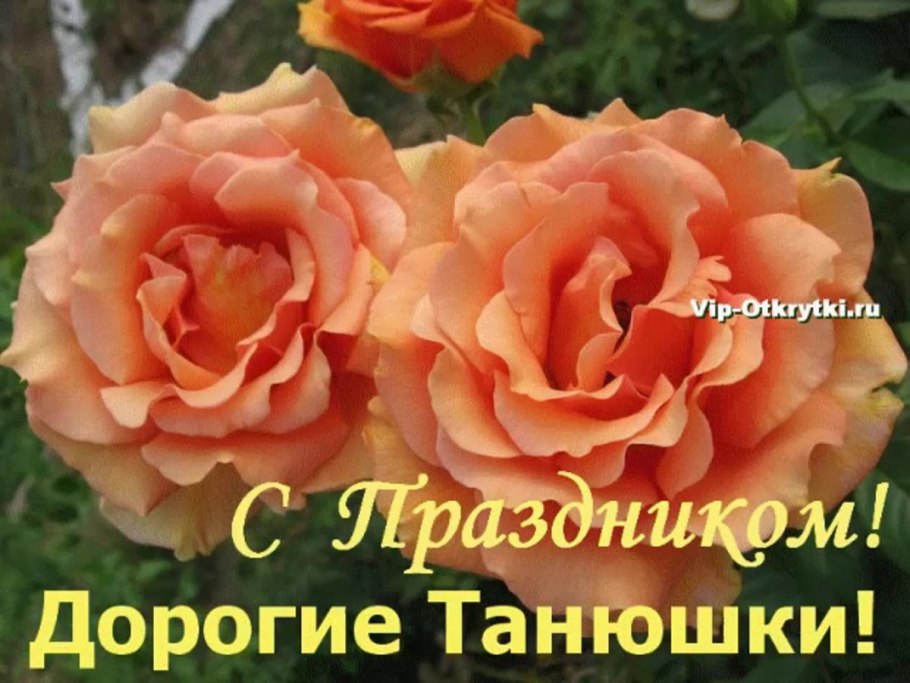 Роза чайно-гибридная ашрам