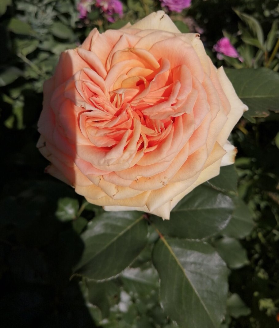 Роза чайно-гибридная (Rosa Ashram)