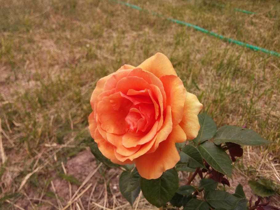 Ashram роза Тантау