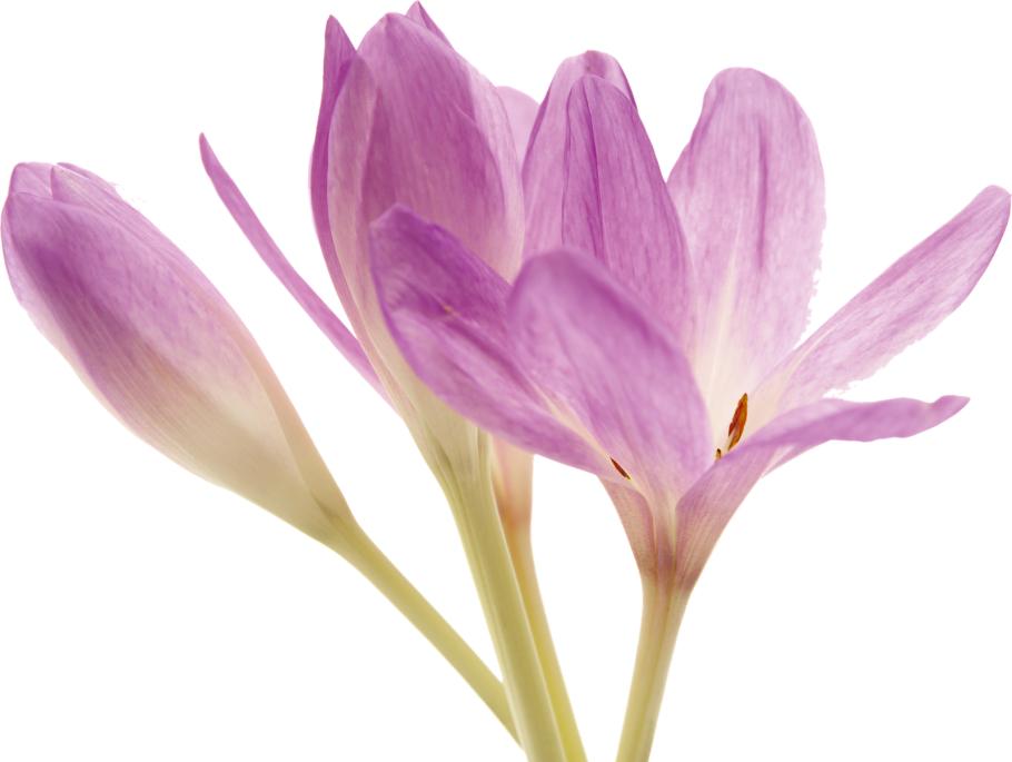 Колхикум (безвременник) speciosum
